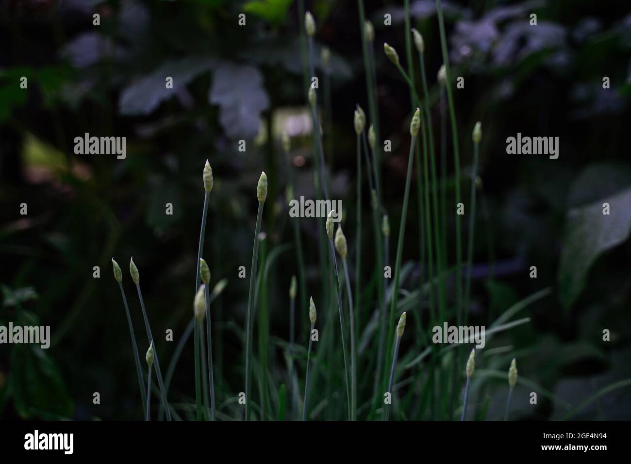 Knoblauch Schnittlauch wächst im Garten, selektiver Fokus Stockfoto