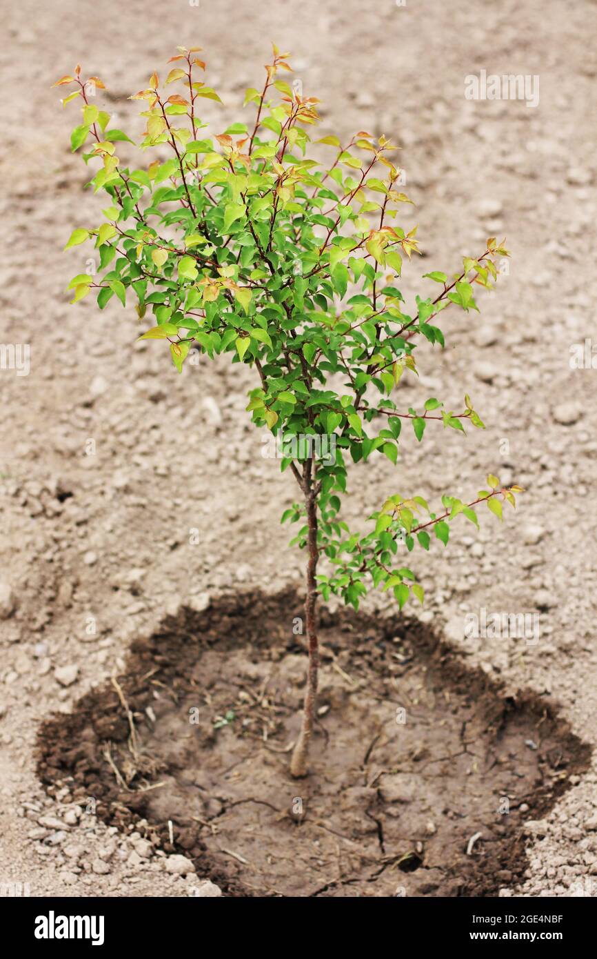 Kleiner junger Baum im Garten. Gartenarbeit Stockfoto