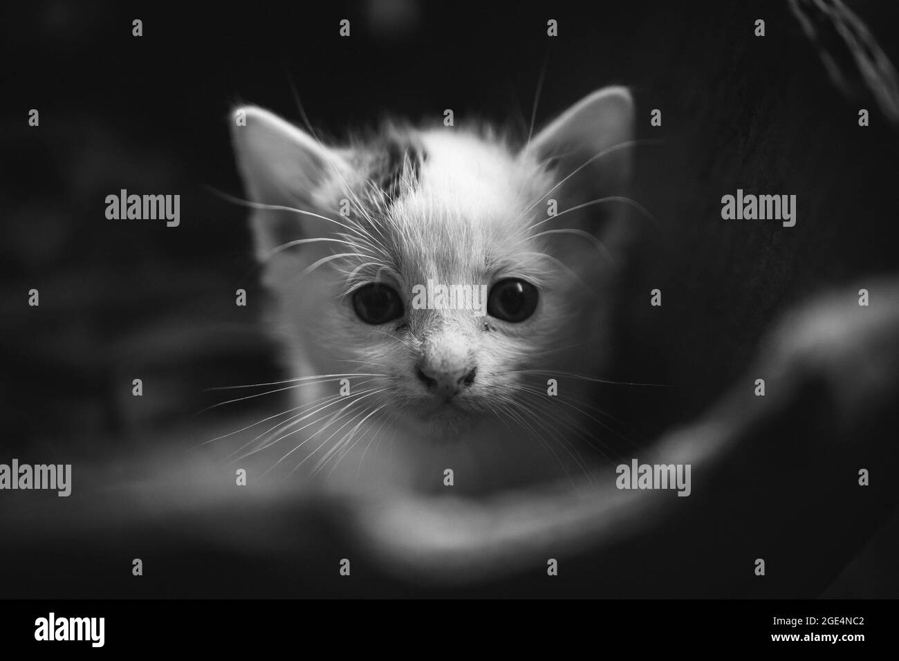 Graustufen Nahaufnahme eines niedlichen weißen Kätzchens, das die Kamera anschaut Stockfoto