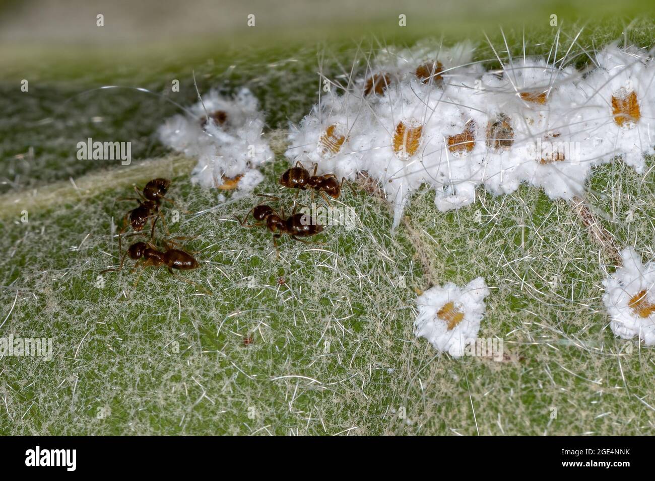 Kleine Weißfische Insekten der Familie Aleyrodidae mit Adults Rover Ameisen der Gattung Brachymyrmex im Blick auf den Oiti-Baum der Art Licania Stockfoto