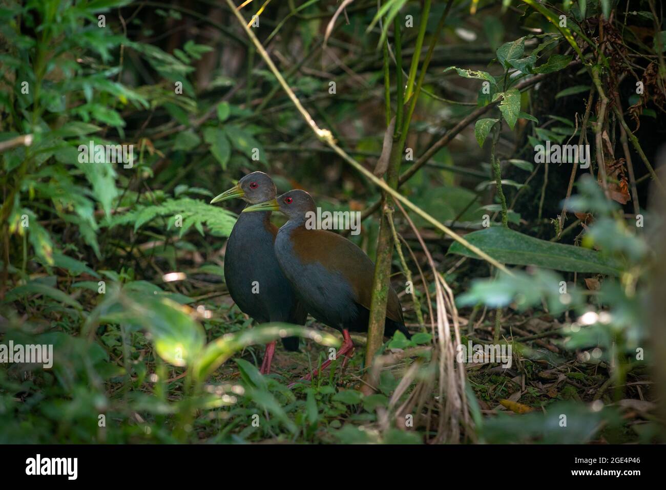 Holzschiene (Aramides saracura) aus dem atlantischen Regenwald von Süd-Brasilien Stockfoto