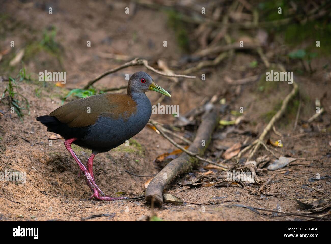 Holzschiene (Aramides saracura) aus dem atlantischen Regenwald von Süd-Brasilien Stockfoto