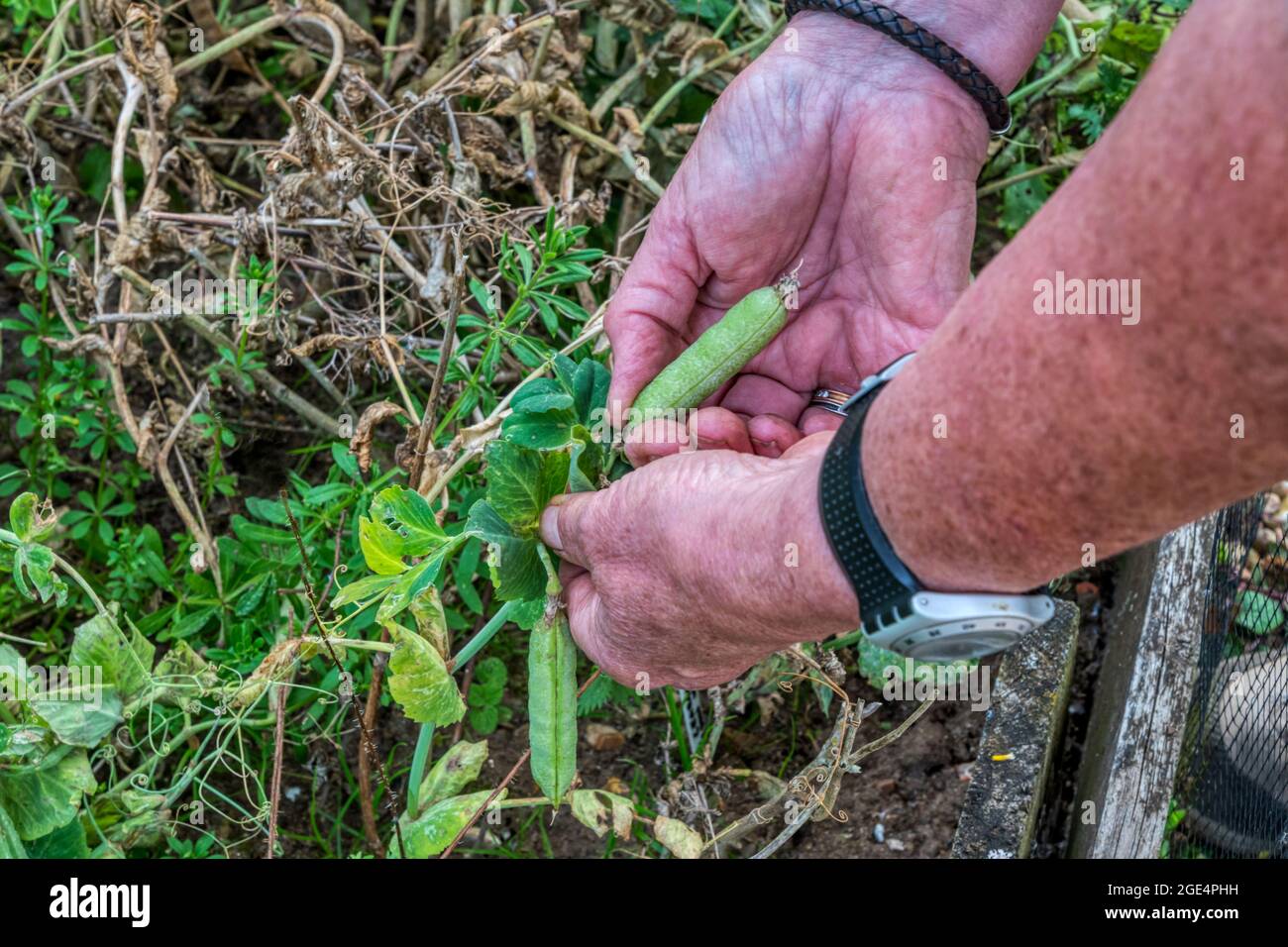 Frau pflückt frische Kelvedon Wonder Erbsen aus ihrem Gemüsegarten. Stockfoto