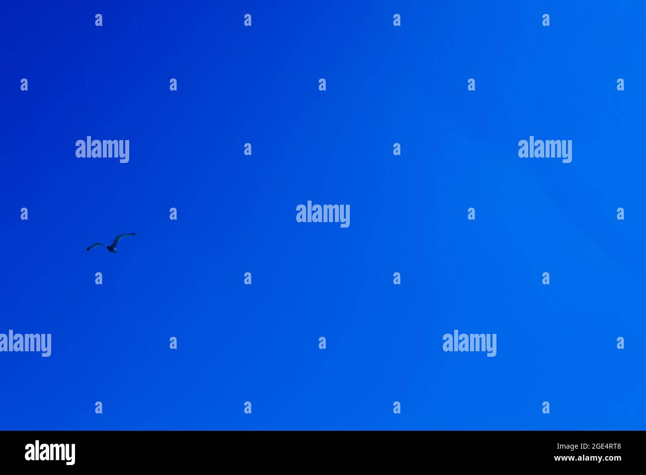 Silhouette des Vogels gegen den blauen Himmel - Mølen Stockfoto