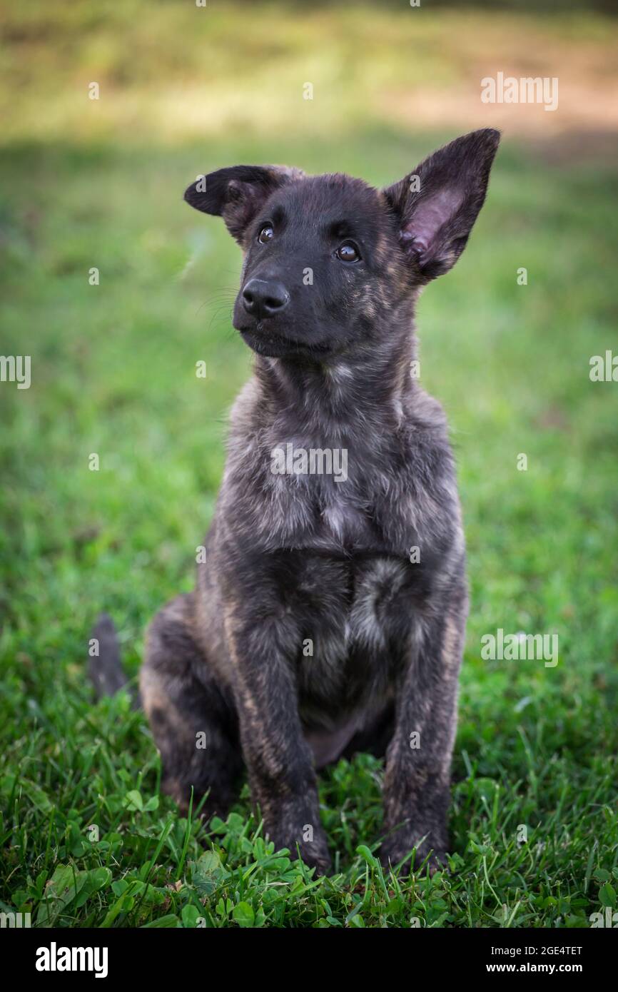 Holländischer Schäferhund, Hollandse Herdershond Welpe Stockfoto
