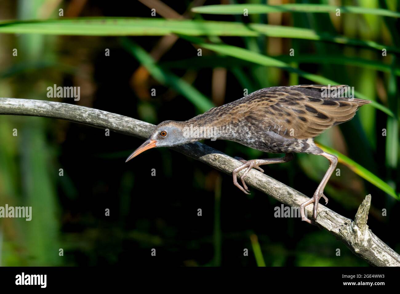 Wasser-Schiene Stockfoto