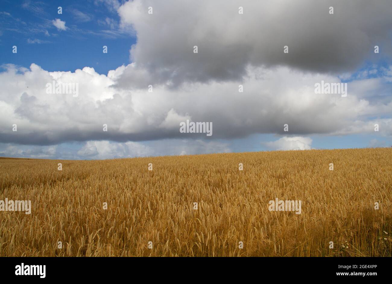 Welliges Getreidefeld, Roggen reif und bereit für die Ernte, unter blauem Himmel mit einigen weißen Wolken. Stockfoto