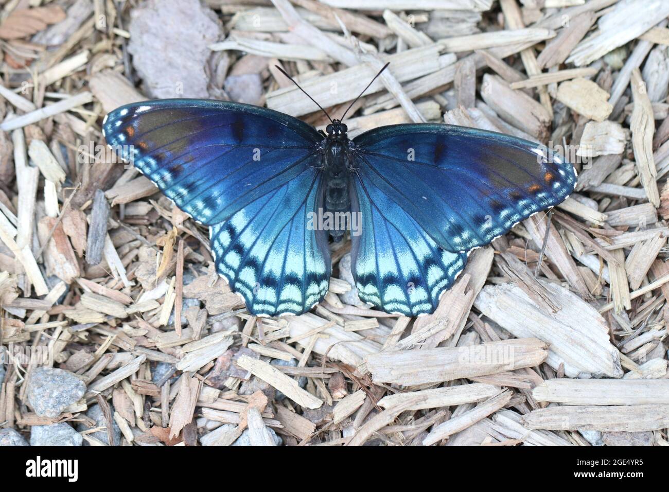 Ein rot gefleckter purpurner Schmetterling (Limenitis arthemis astyanax), der sich in der Sonne sonnt und in Virginia Flügel ausbreitet. Stockfoto