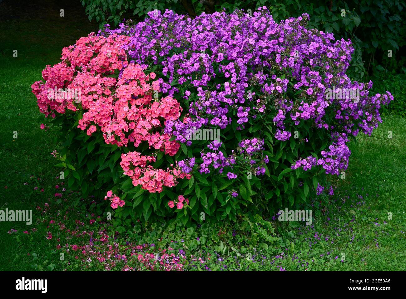 Schöne blühende rosa und lila Phlox im Garten Stockfoto