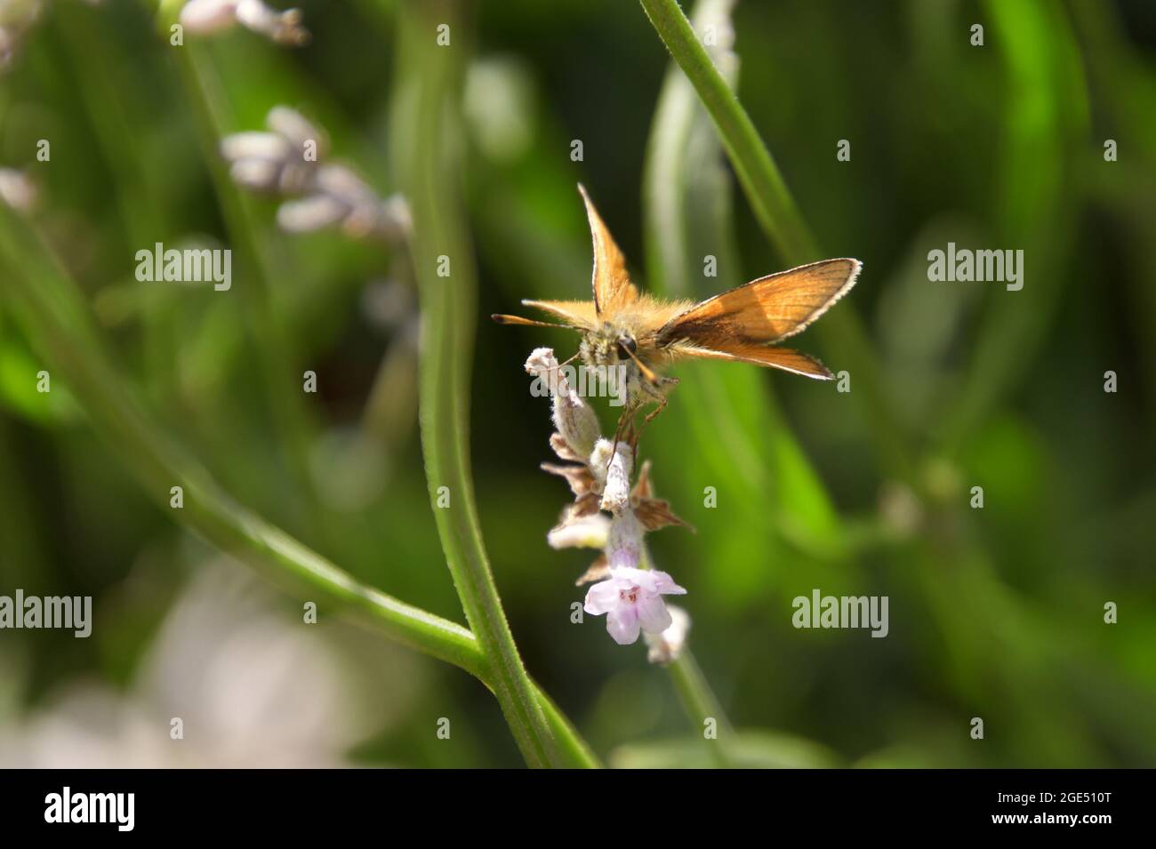 Essex-Skipper-Schmetterling (Thymelicus lineola) fliegt um eine Pflanze in den Norfolk Broads, Großbritannien Stockfoto