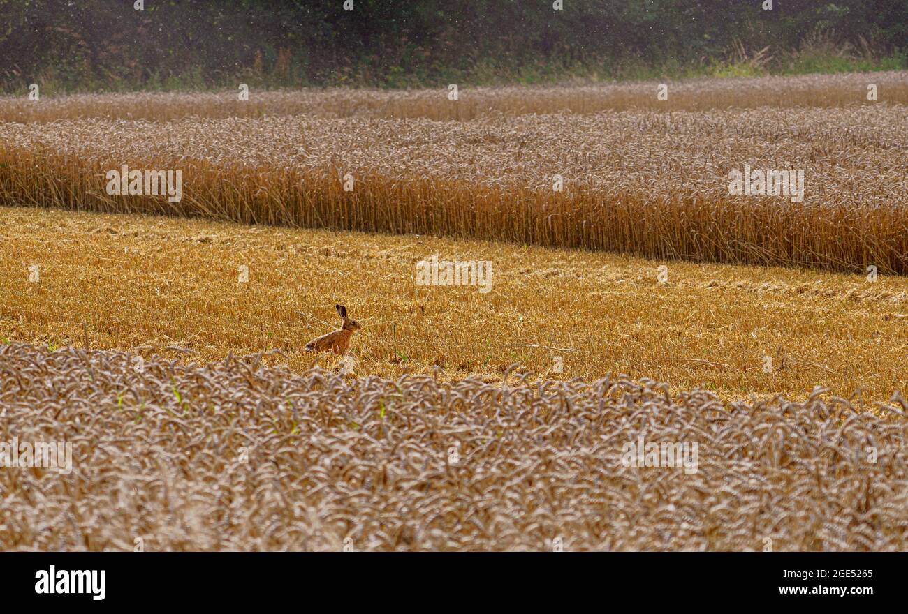 Brauner Hase (Lepus europaeus) in einem beschnittenen Weizenfeld auf den Chalklands der Salisbury Plain Stockfoto