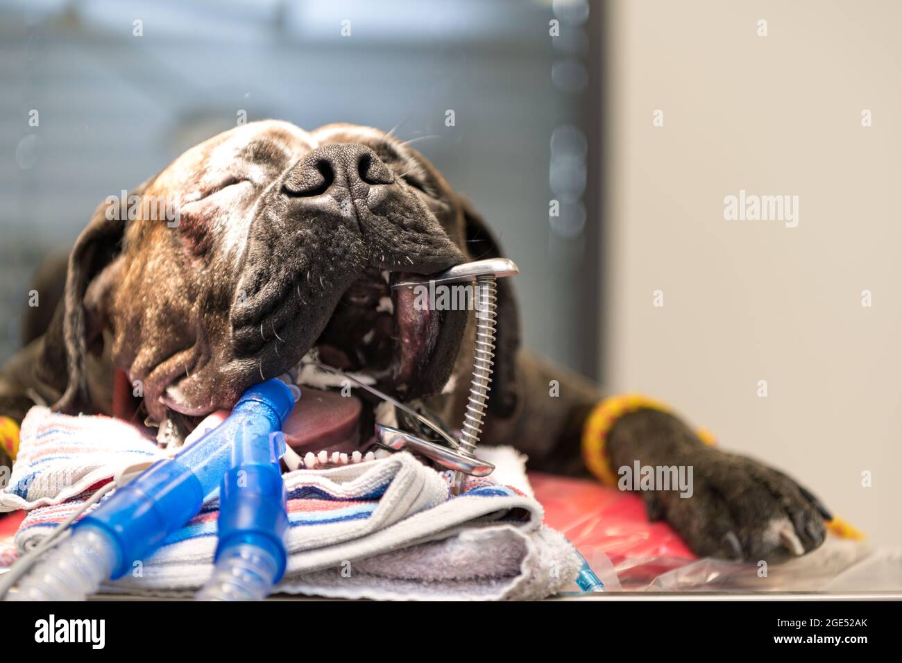 Großer Hund intubierten in der Chirurgie Raum der tierärztlichen Klinik Stockfoto