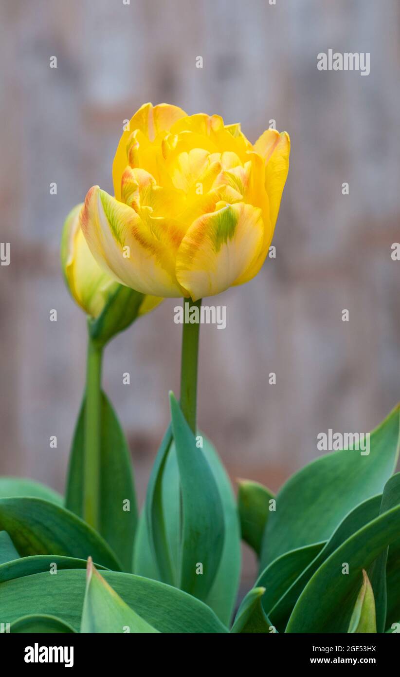 Abschluss des tulipa Granny Awards. Eine doppelt oder Pfingstrose blühende, zweifarbige gelbe und orangefarbene Tulpe aus der Gruppe der Tulpen der Division 11 Stockfoto