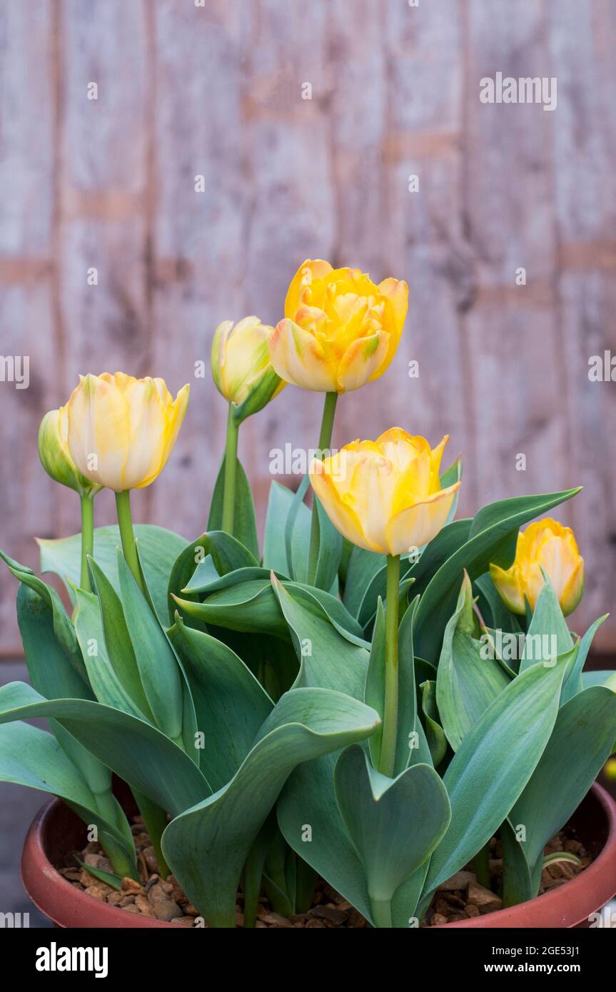 Group of tulipa Granny Award. Eine doppelte oder Pfingstrose im späten Frühjahr blühende, zweifarbige gelbe und orangefarbene Tulpe, die zur Gruppe der Tulpen der Division 11 gehört Stockfoto