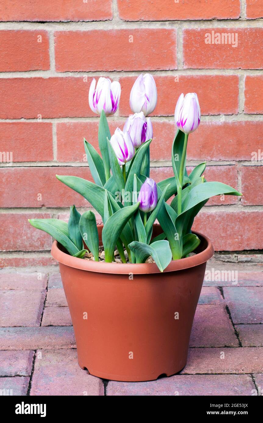 Gruppe von tulipa Flaming Flag in einem Blumentopf. Eine einzelne, im Frühling blühende, violette und weiße Tulpe, die zur Triumphgruppe der Abteilung 3 Tulpen gehört Stockfoto