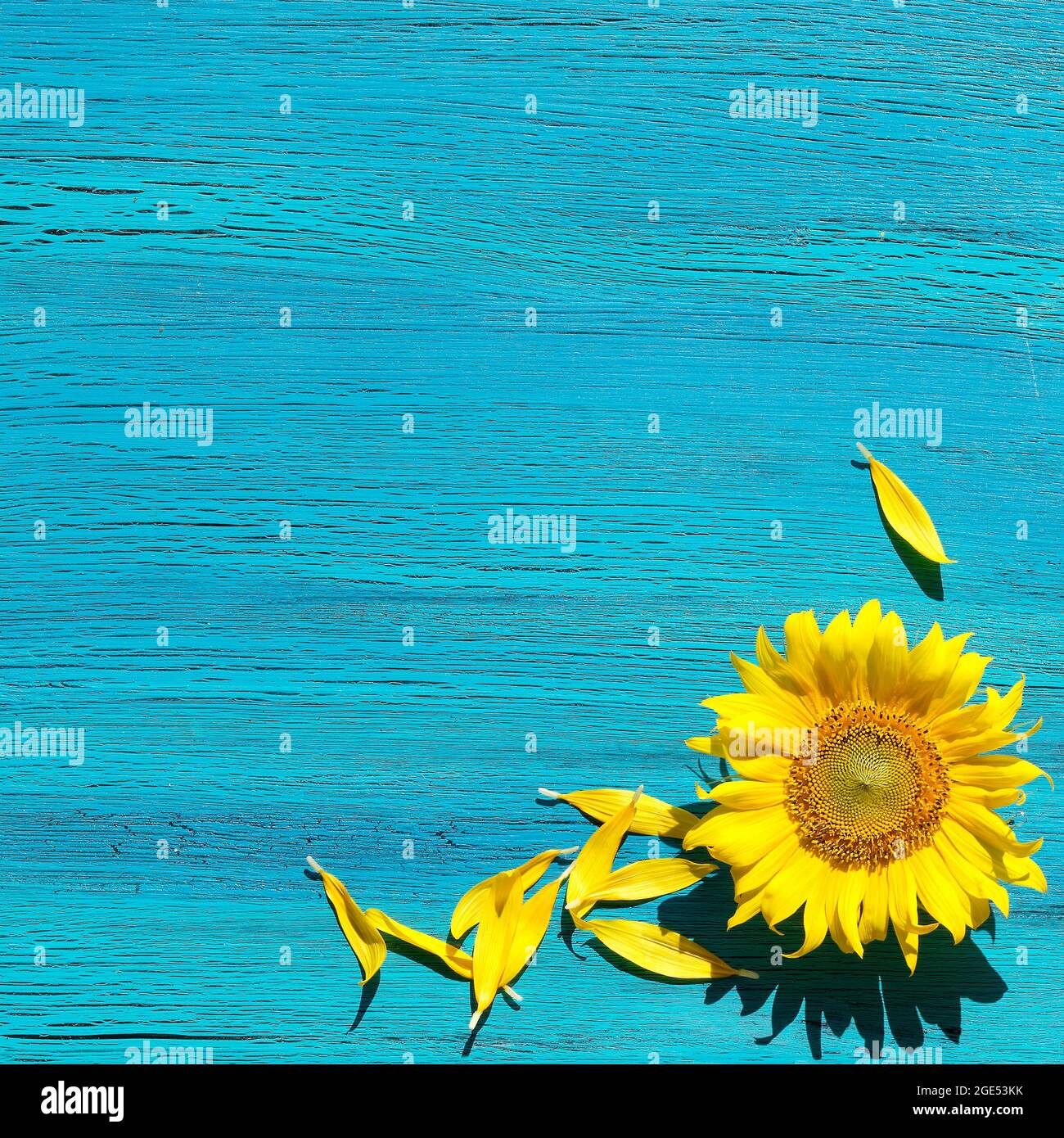 Einfache Sonnenblume Stockfotos Und Bilder Kaufen Alamy
