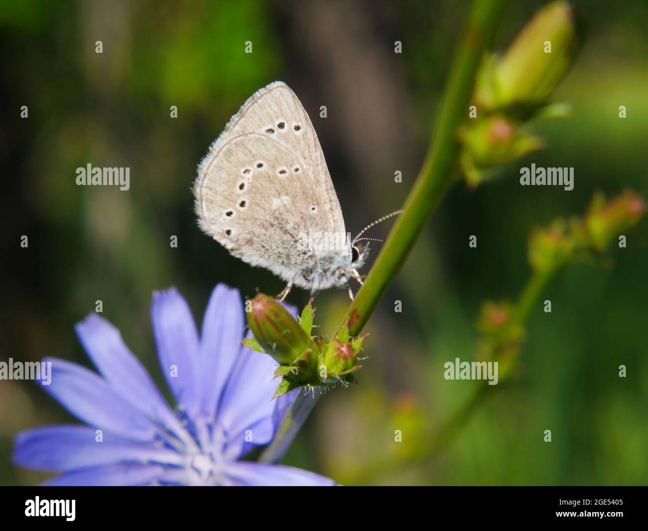 Nahaufnahme eines silbrig blauen Schmetterlings, der auf der Blütenknospe einer wilden Zichorienpflanze mit einer blauen Zichorienblume unter dem Schmetterling ruht Stockfoto