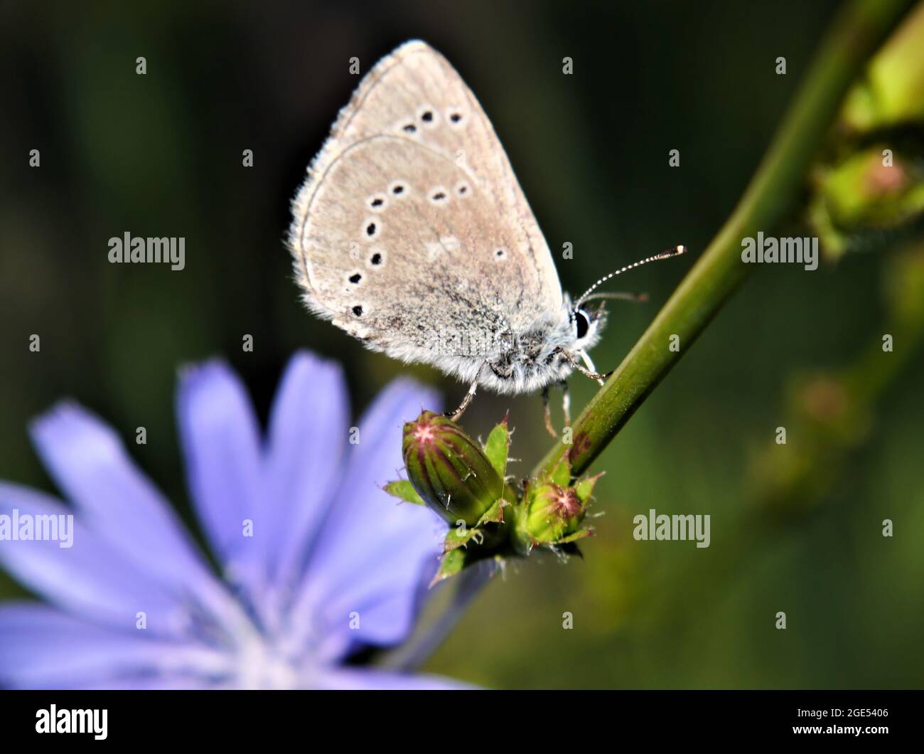 Nahaufnahme eines silbrig blauen Schmetterlings, der auf der Blütenknospe einer wilden Zichorienpflanze mit einer blauen Zichorienblume unter dem Schmetterling ruht Stockfoto