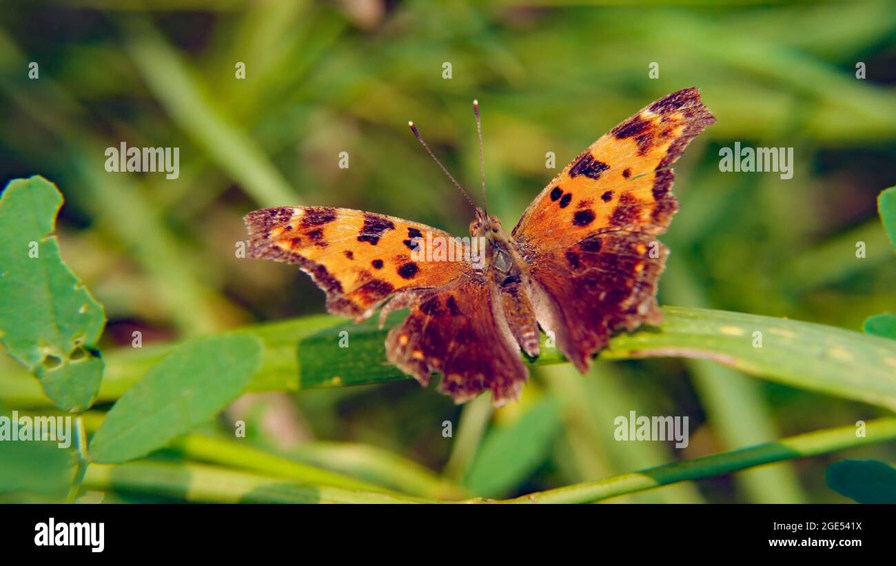 Nahaufnahme eines östlichen, mit einem Comma-Pinsel fußenden Schmetterlings, der im Wald auf einem Pflanzenblatt im Sonnenlicht ruht Stockfoto