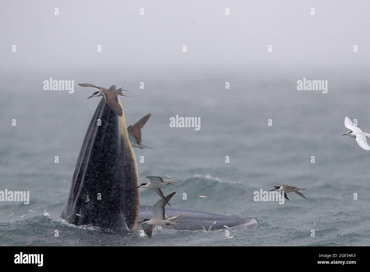 Brydes Wal (Balaenoptera edeni), mit Bridled Terns (Onychoprion anaethetus), Mirs Bay, Hongkong, China (auch bekannt als „Eden’s Wal), August 2021 Stockfoto