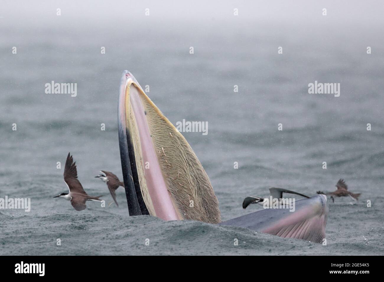Brydes Wal (Balaenoptera edeni), mit Bridled Terns (Onychoprion anaethetus), Mirs Bay, Hongkong, China (auch bekannt als „Eden’s Wal), August 2021 Stockfoto
