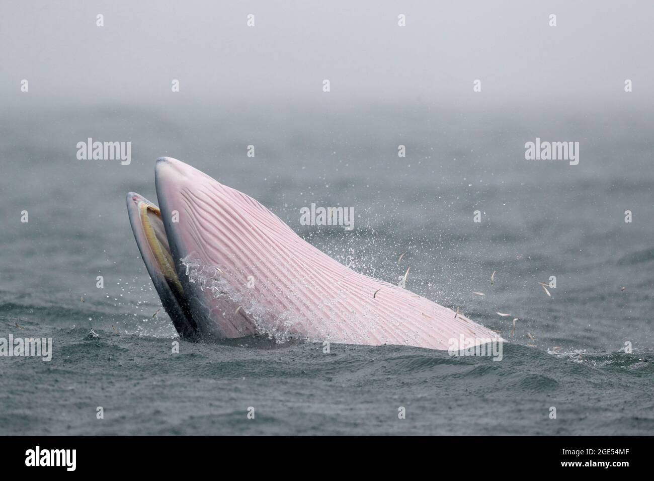 Bryde's Whale (Balaenoptera edeni), Fütterung an der Meeresoberfläche mit hüpfenden kleinen Fischen, Mirs Bay, Hongkong, China 14. August 2021. Stockfoto
