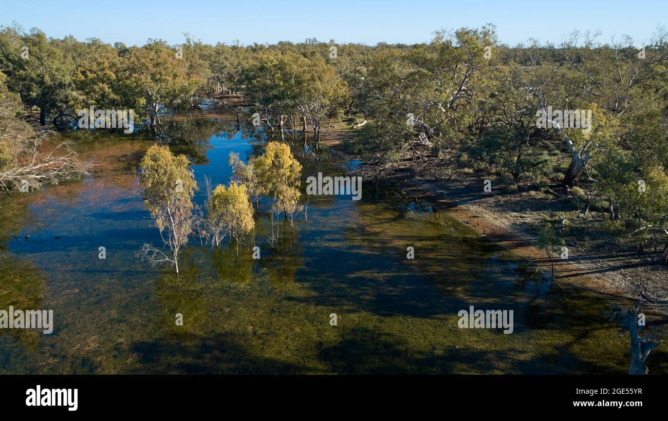 Luftaufnahme in niedriger Höhe von jungen Eucalyptus camaldulensis Bäumen, die im flachen, klaren Wasser der Andruc Lagune wachsen Stockfoto