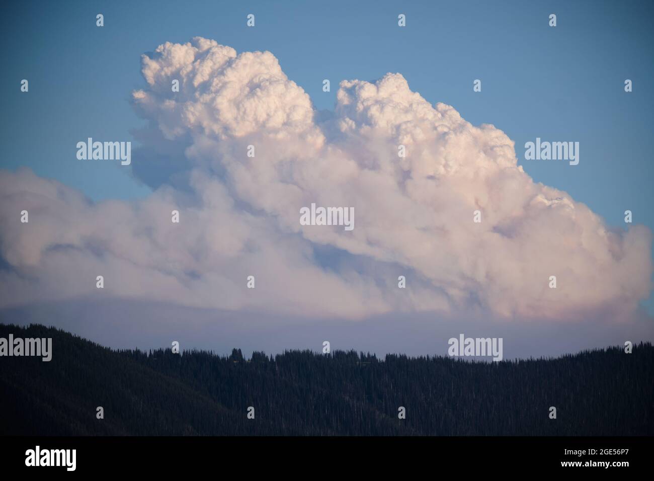Rauch und erwärmte Luft aus dem wachsenden Waldbrand in der Nähe des Manning Park, BC, schafft ein eigenes Wettersystem mit Cumulo-Nimbus-Wolken, die sich über dem Wald entwickeln Stockfoto