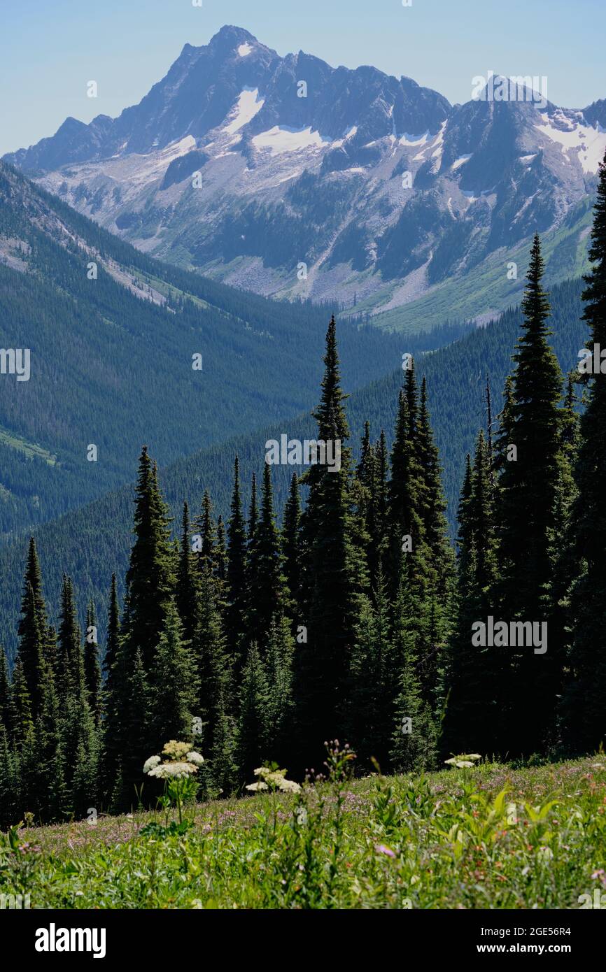 Wildblumen, alpine Wiesen, Wald und zerklüftete Gipfel: Herrliche Ausblicke vom Skyline Trail, Manning Park, BC, Kanada. Stockfoto