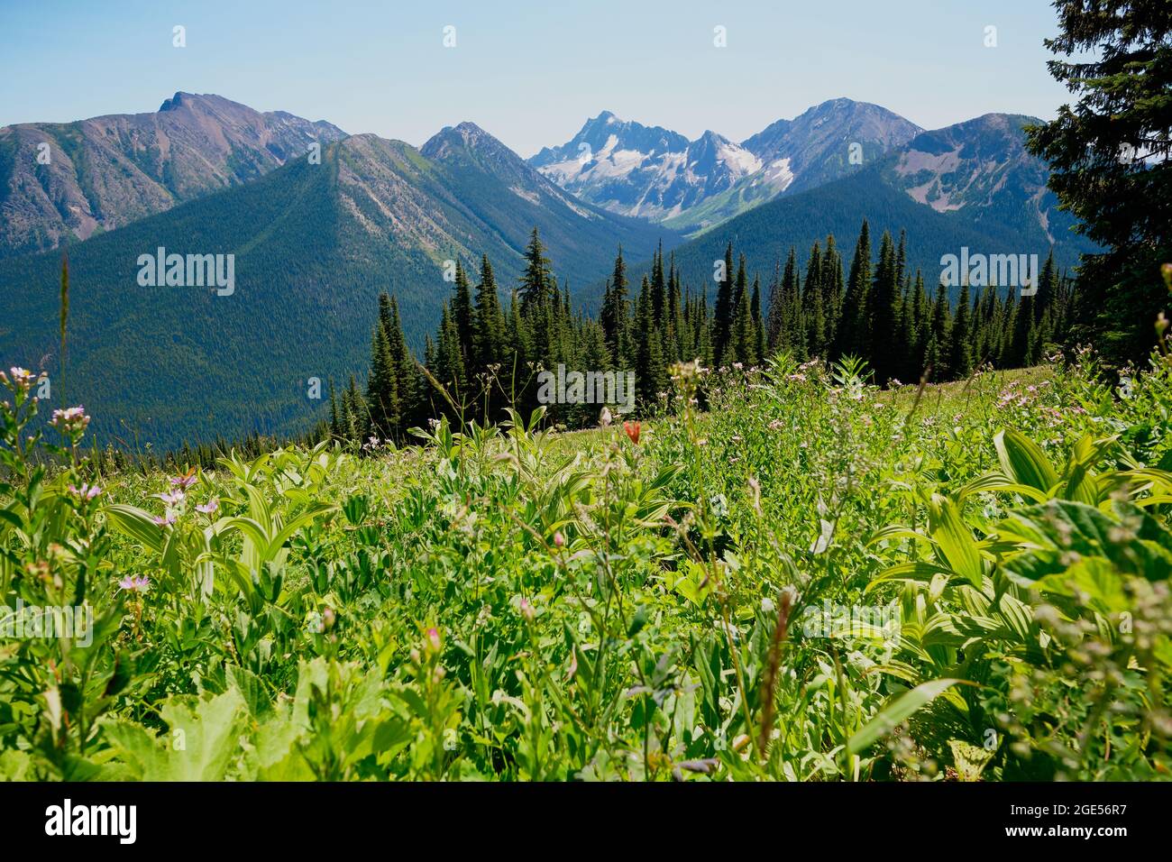 Wildblumen, alpine Wiesen, Wald und Berggipfel: Herrliche Ausblicke vom Skyline Trail, Manning Park, BC, Kanada Stockfoto
