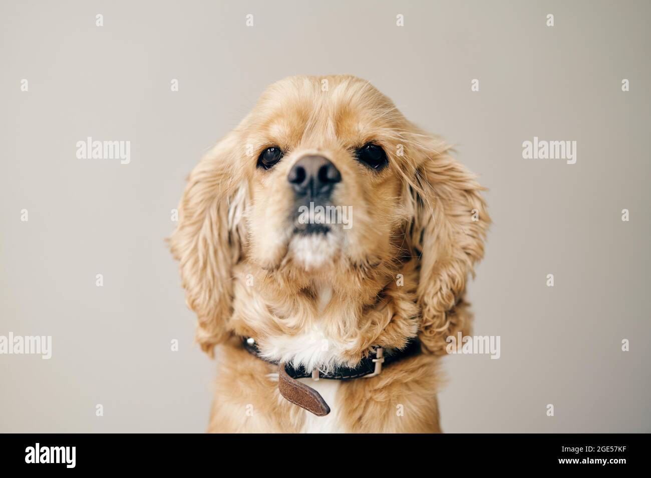 Fawn Erwachsene American Cocker Spaniel. Nahaufnahme Stockfoto