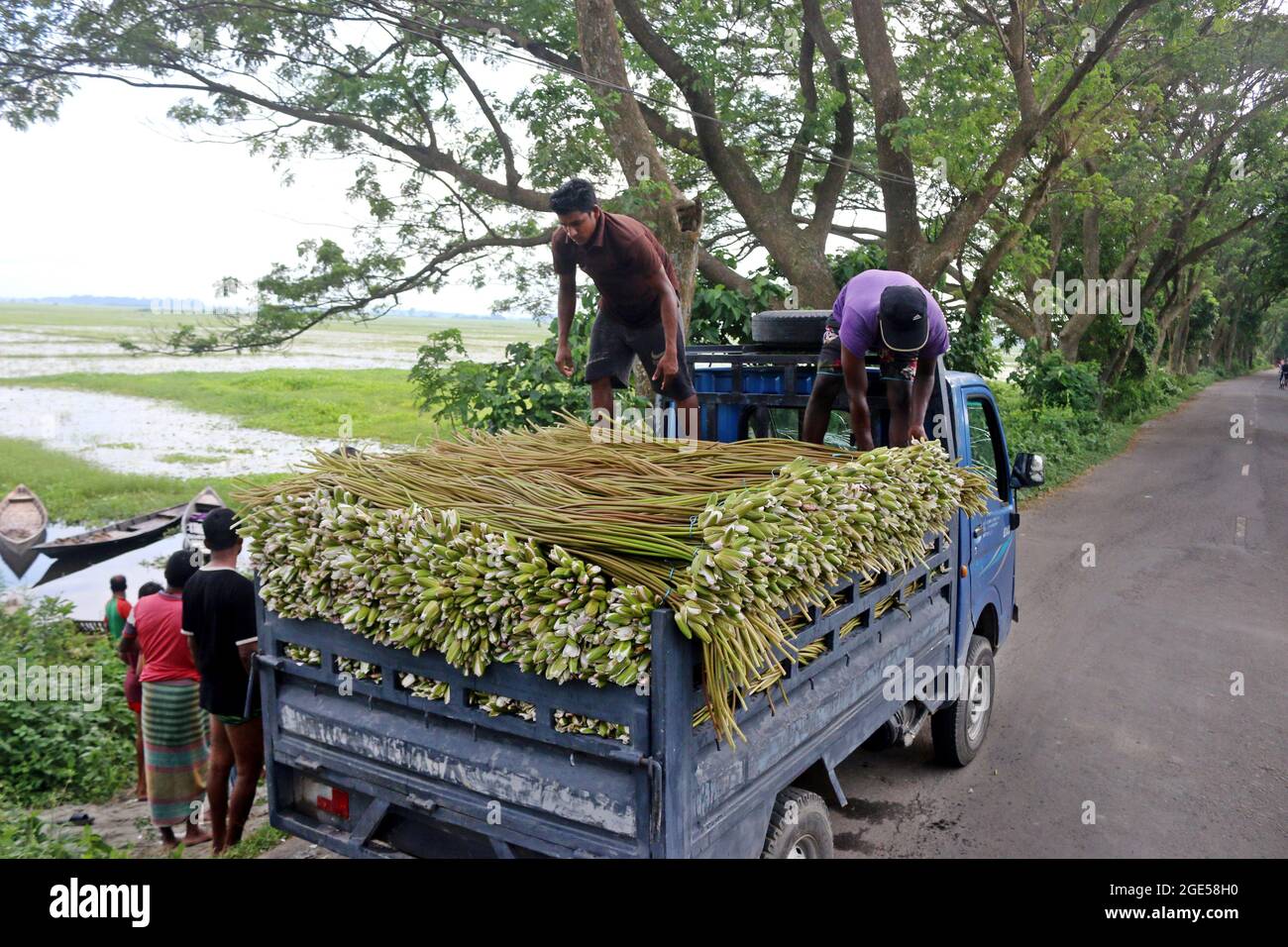 DHAKA, BANGLADESCH, AUGUST 16: Bauern transportieren Seerosen, die während der Covid-19-Pandemie am Fluss gesammelt wurden, um sie auf den lokalen Märkten zu verkaufen. Die Seerose ist die Nationalblume von Bangladesch, die Wirtschaft der Bauern basiert auf der Produktionsmenge der Seerose, der Anbau dieser Blume erfolgt 5 Monate im Jahr, Das ist die Zeit, die sie haben, um die größte Anzahl von Lilien zu sammeln, um sie zum Verkauf zu bringen. Am 16. August 2021 in Dhaka, Bangladesch. (Foto von Eyepix Group/Pacific Press) Stockfoto