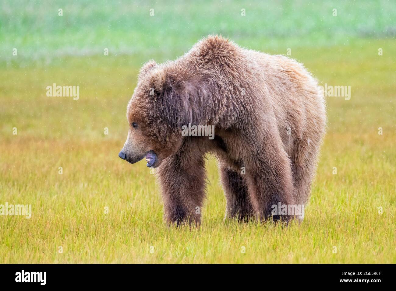 Alaska Peninsula Brown Bear oder Coastal Brown Bear in the Rain Stockfoto