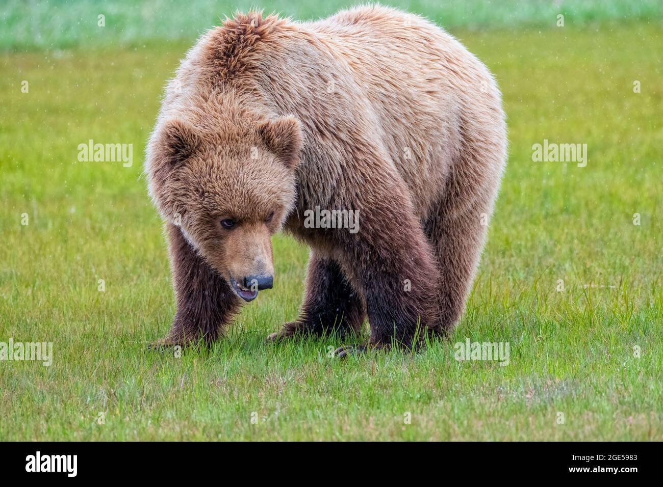 Alaska Peninsula Brown Bear oder Coastal Brown Bear in the Rain Stockfoto