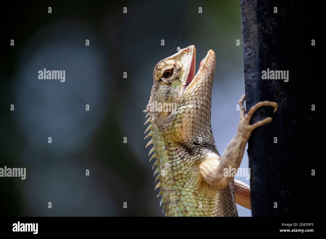 Wunderschöne indische Gartenechse, die eine Eisenstange hält und nach seinem Essen sucht Stockfoto