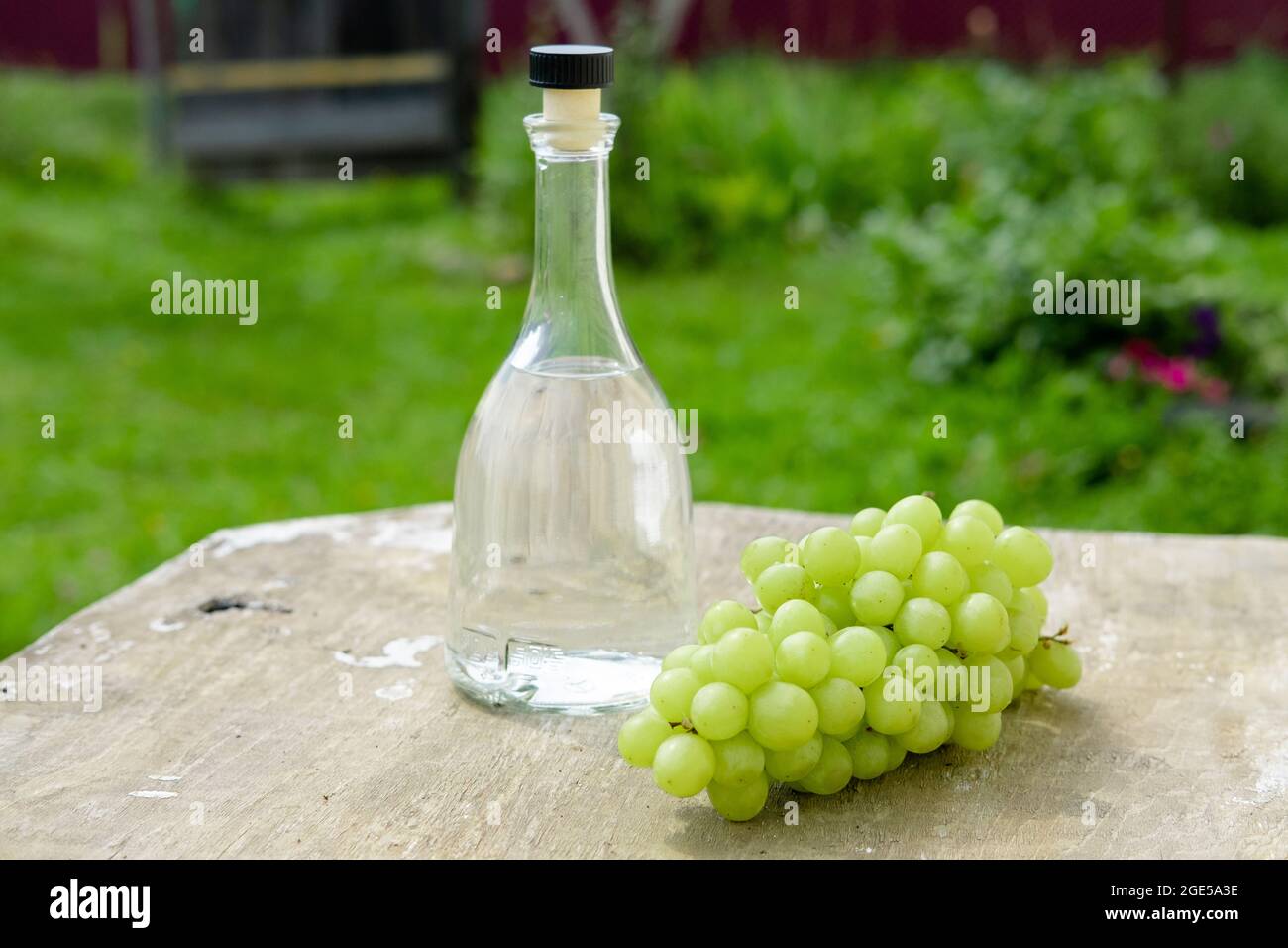 Weißweinflasche, Glas, junge Rebe und Trauben vor grünem Frühlingshintergrund. Sommerliches Traubengetränk Stockfoto