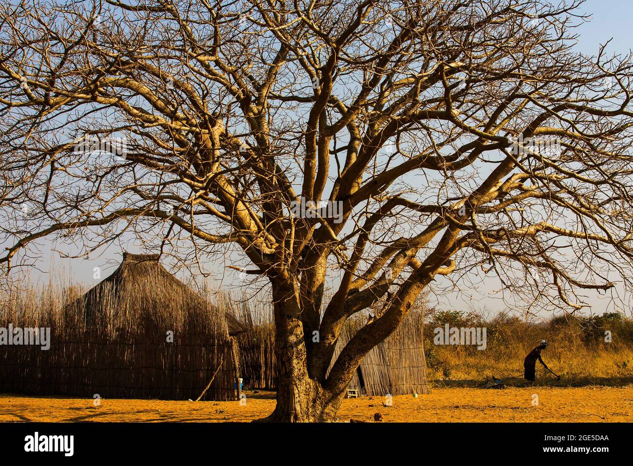 Afrikanische Frau, die den Boden in der Nähe seiner strohgedeckten Hütte am Caprivi Strip in Namibia pflügt Stockfoto