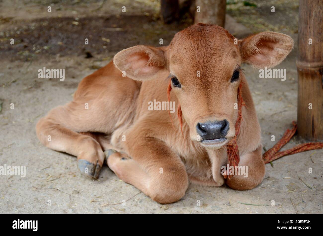 Nahaufnahme der roten Farbe kleine Kuh Kalb Tier mit gebunden sitzenden Land über aus Fokus braunen Hintergrund. Stockfoto