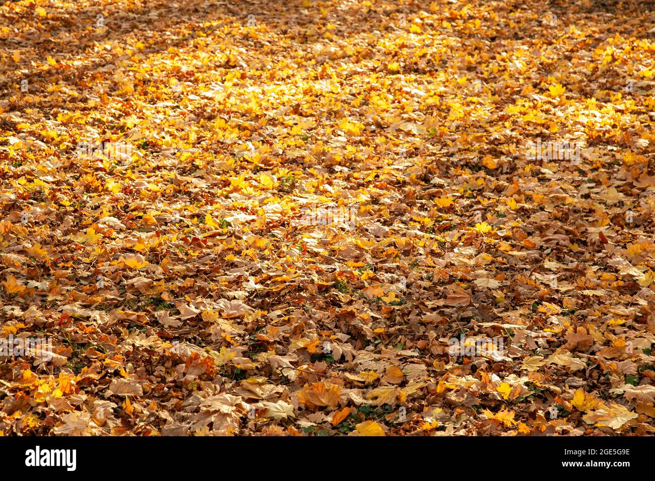 Viel gelb und Orange trockene Blätter auf dem Boden liegend Stockfoto