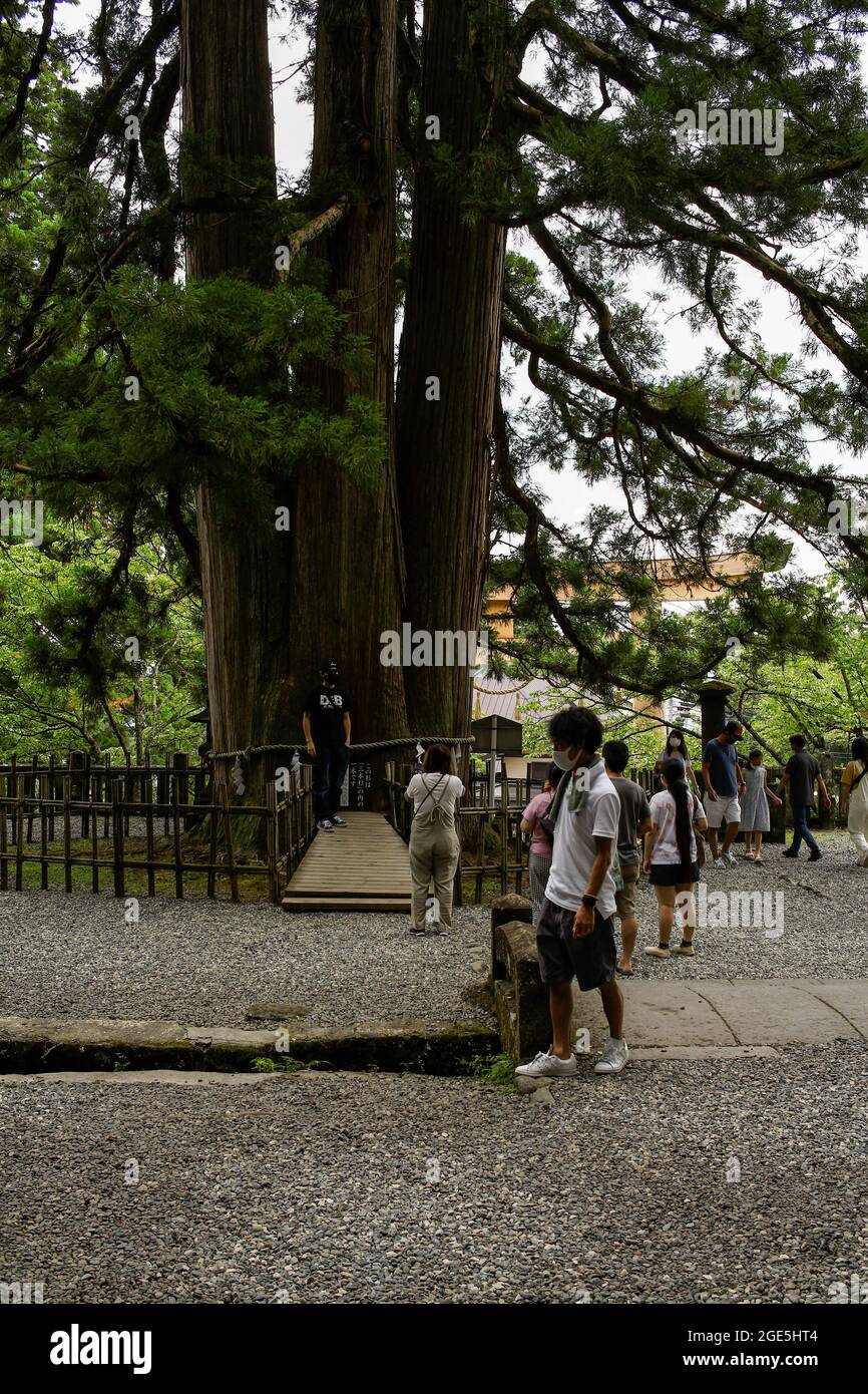 Nagano, Japan, 2021-12-08 , Menschen vor einem großen Baum, der Fotos macht, Togakushi-Schrein. Stockfoto