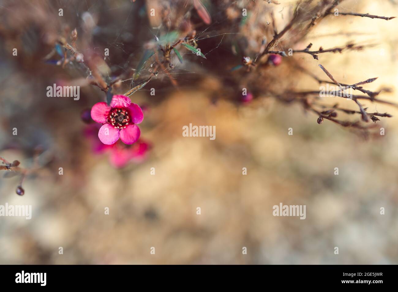 Nahaufnahme der neuseeländischen Tea Bush-Pflanze mit dunklen Blättern und roten Blüten, die in geringer Schärfentiefe aufgenommen wurden Stockfoto