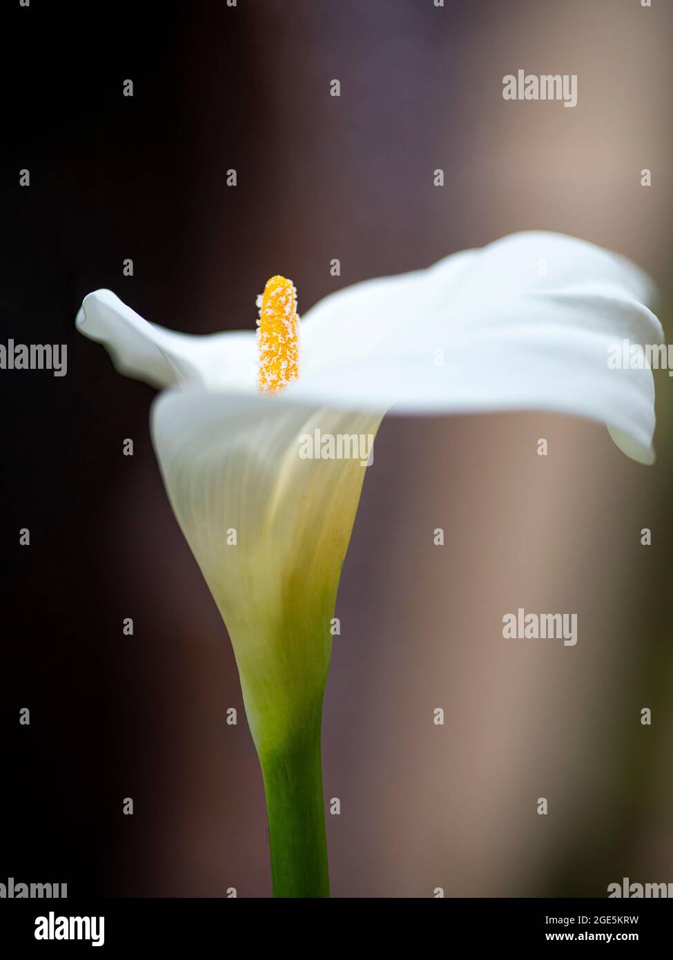 Einzelne Calla-Blume mit unfokussalem Hintergrund, vertikalem Bild Stockfoto