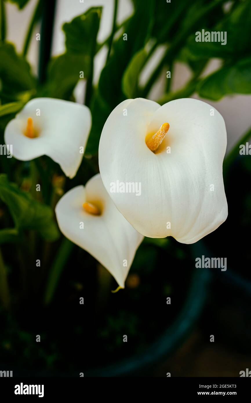 Gruppe von Wildblumen mit unscharf Hintergrund, Blumen Callas Stockfoto