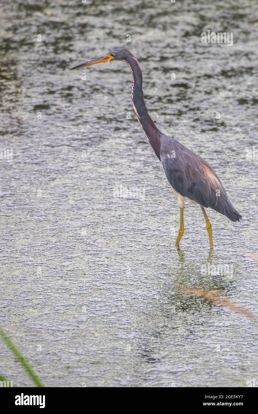 Ein dreifarbiger Reiher (Egretta tricolor), der im flachen Wasser steht. Stockfoto