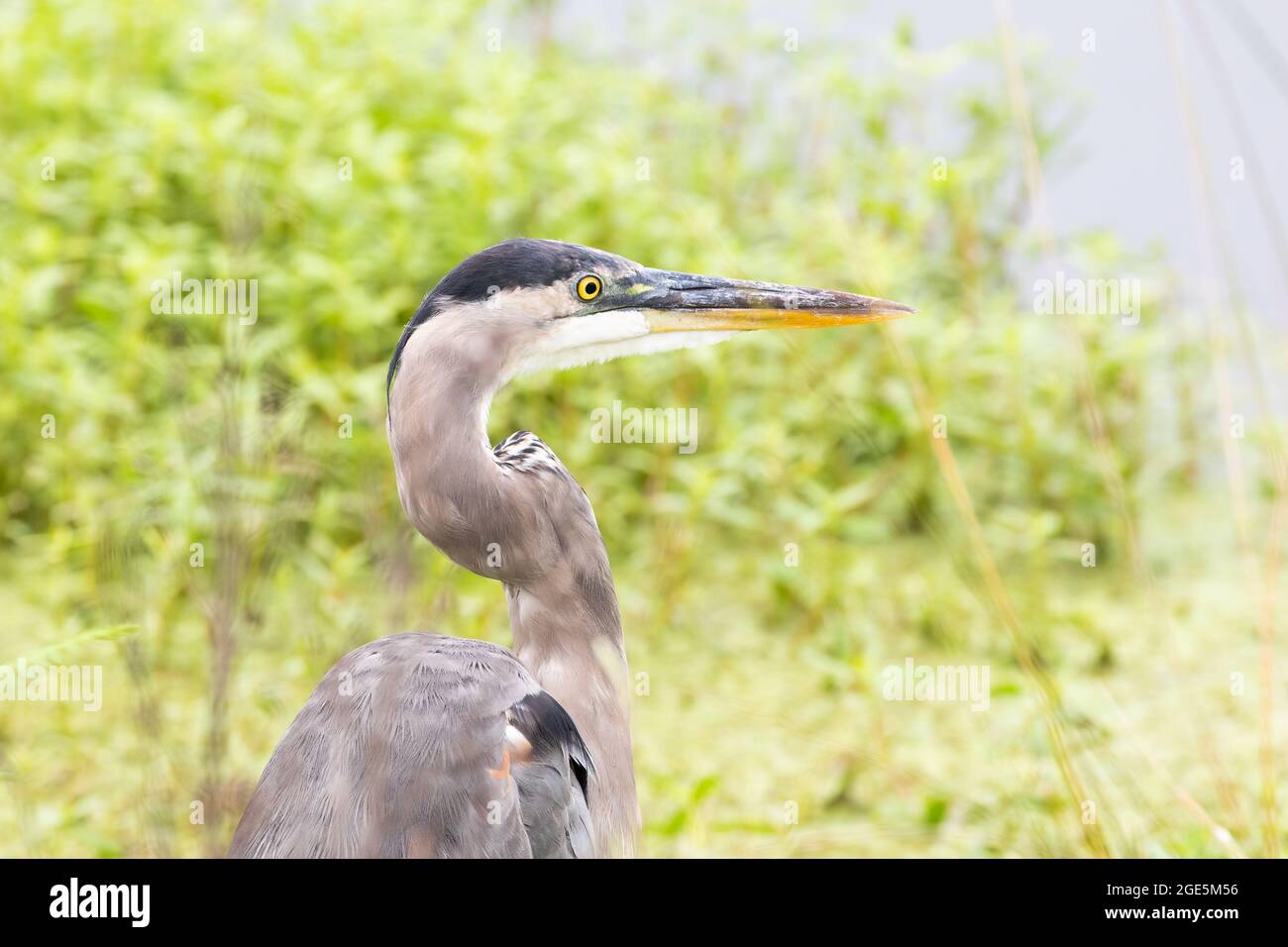 Ein Porträt eines großen blauen Reiher. Stockfoto