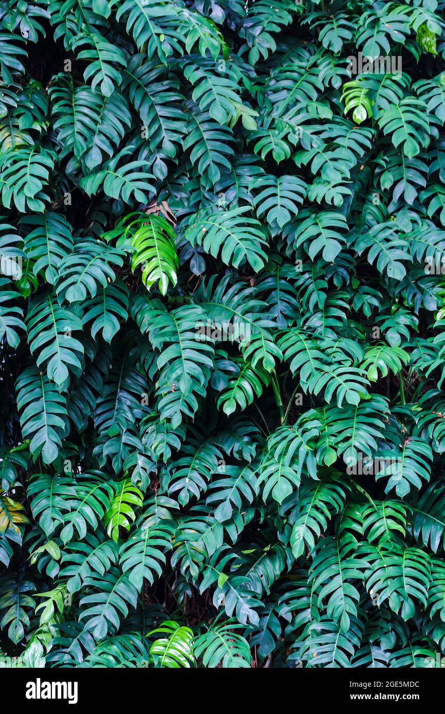 Schöne Drachenschwanzpflanze (Epipremnum pinnatum) hinterlässt Hintergrund Stockfoto
