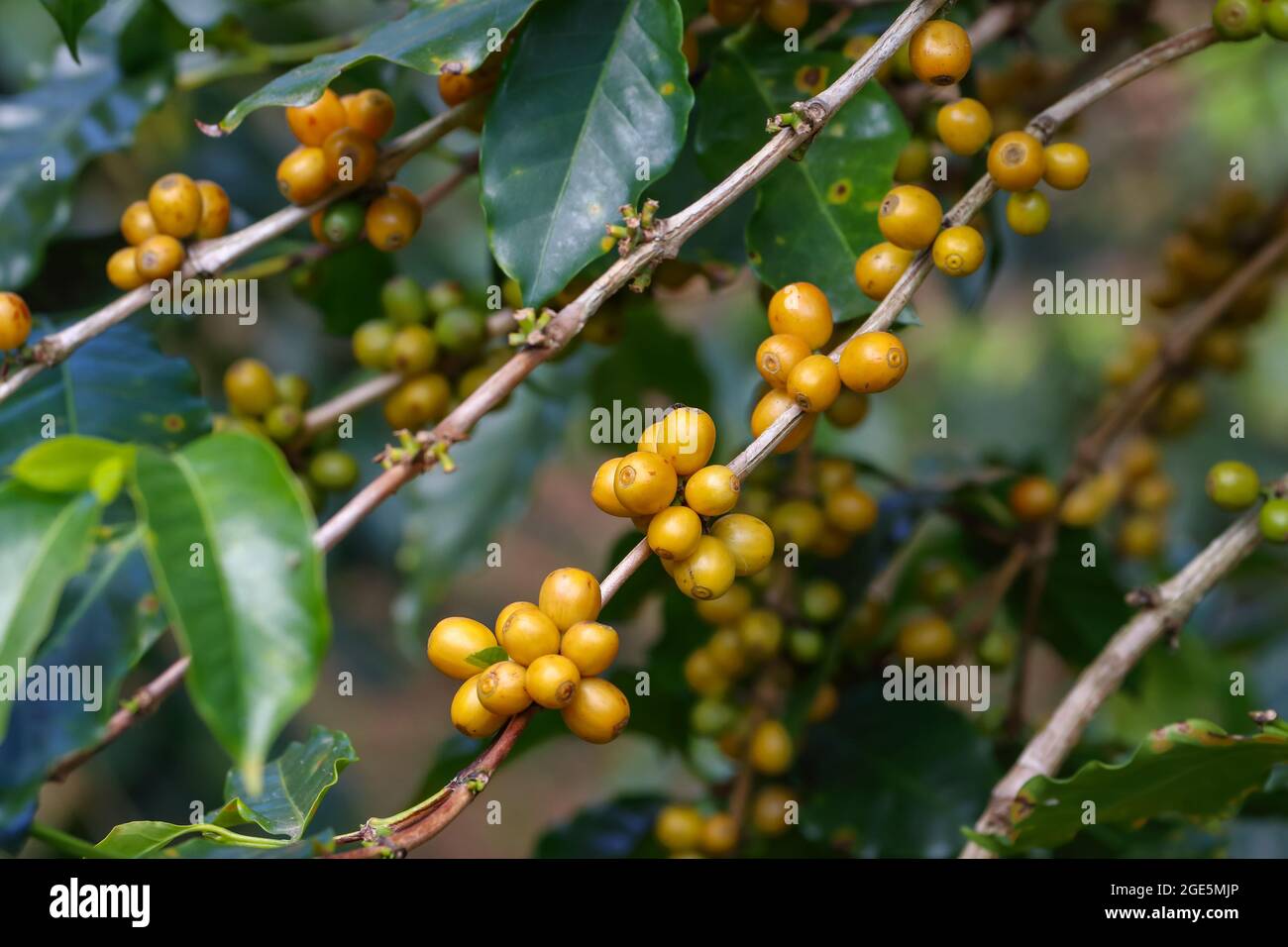 Nahaufnahme gelbe Bourbon-Kaffeefrucht, die gelbe Beerenfrucht-Sorte von Coffea arabica Stockfoto