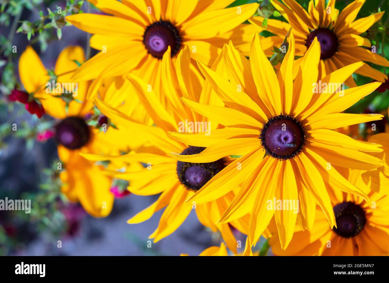 Schwarze Augen Susans oder Koneblüume - Rudbekia im Wallington House & Gardens Northumberland Stockfoto