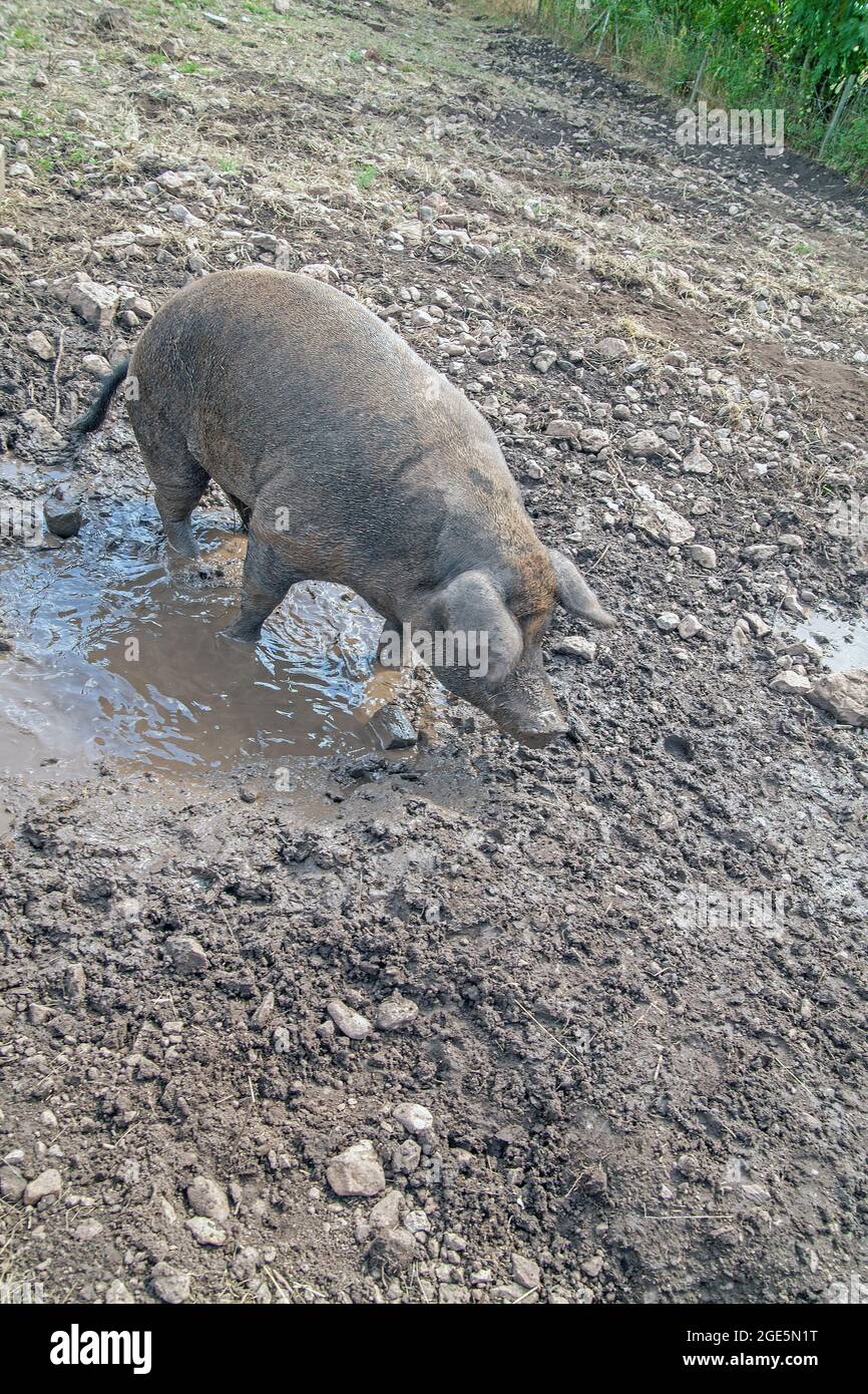 FREILAUF-SCHWEINE im Schlammwasser. (Linderö-Schwein auf der Insel Öland, Schweden) Stockfoto