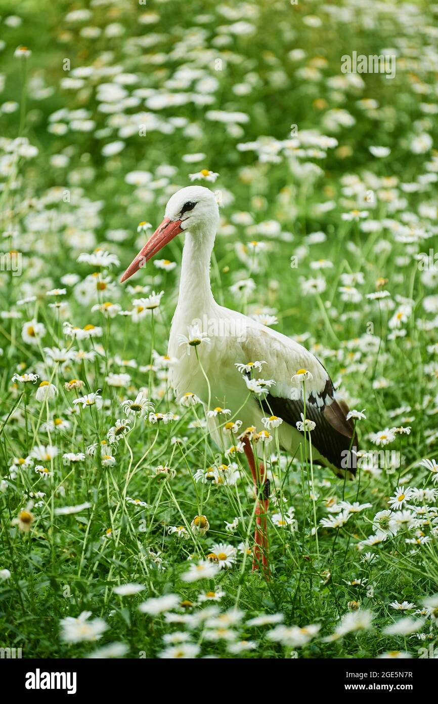 Weißstorch (Ciconia ciconia) auf einer Wiese, Bayern, Deutschland, Europa Stockfoto